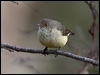 Click here to enter gallery and see photos/pictures/images of  Buff-rumped Thornbill