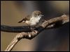 Click here to enter gallery and see photos/pictures/images of  Chestnut-rumped Thornbill