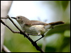 Click here to enter gallery and see photos/pictures/images of  Dusky Gerygone