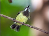 Click here to enter gallery and see photos/pictures/images of  Fairy Gerygone