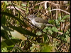 Click here to enter gallery and see photos/pictures/images of  Fan-tailed Gerygone