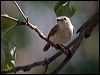 Click here to enter gallery and see photos/pictures/images of  Green-backed Gerygone