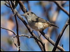 Click here to enter gallery and see photos/pictures/images of  Inland Thornbill