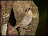 Click here to enter gallery and see photos/pictures/images of  Large-billed Scrubwren