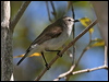 Click here to enter gallery and see photos/pictures/images of  Mangrove Gerygone