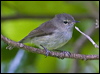 Click here to enter gallery and see photos/pictures/images of  Norfolk Island Gerygone
