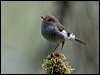 Click here to enter gallery and see photos/pictures/images of  Tasmanian Thornbill