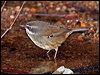 Click here to enter gallery and see photos/pictures/images of  White-browed Scrubwren
