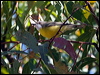 Click here to enter gallery and see photos/pictures/images of  White_throated Gerygone