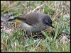 Click here to enter gallery and see photos/pictures/images of  Yellow-rumped Thornbill