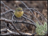 Click here to enter gallery and see photos/pictures/images of  Yellow Thornbill
