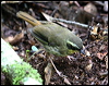 Click here to enter gallery and see photos/pictures/images of  Yellow-throated Scrubwren