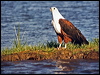 african_fish_eagle