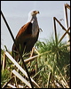 african_fish_eagle_s6125
