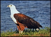 Click here to enter gallery and see photos of African Fish-Eagle