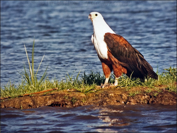 African Fish Eagle african_fish_eagle.jpg