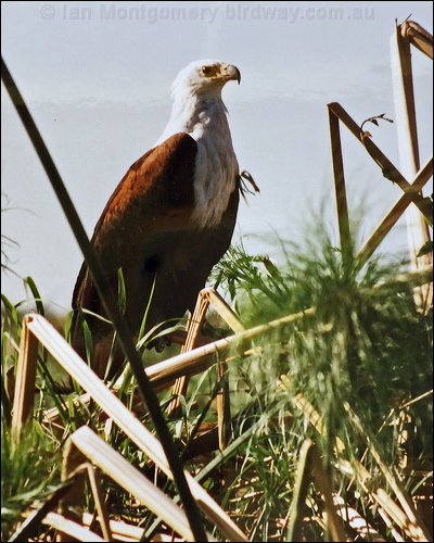 African Fish Eagle african_fish_eagle_s6125.jpg