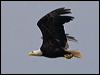 Click here to enter gallery and see photos of Bald Eagle