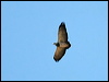 Click here to enter gallery and see photos of  Black-chested Buzzard-Eagle