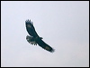 Click here to enter gallery and see photos of Black Hawk-eagle
