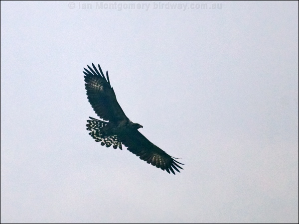 Black Hawk-eagle black_hawk_eagle_112427.psd