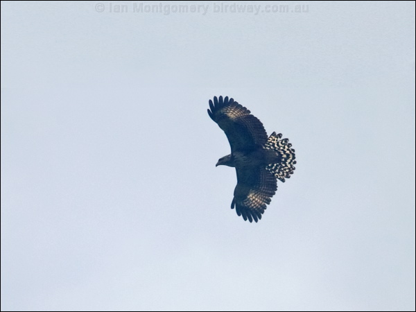 Black Hawk-eagle black_hawk_eagle_112430.psd