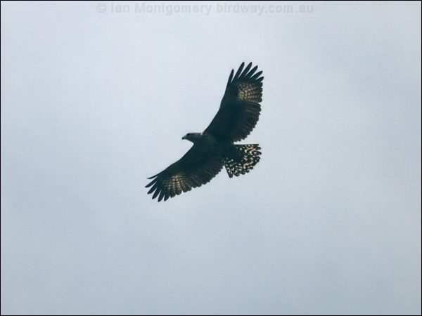 Black Hawk-eagle black_hawk_eagle_112431.psd