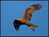 Click here to enter gallery and see photos of Black Kite