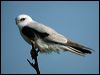 Click here to enter gallery and see photos of Black-shouldered Kite