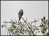 Click here to enter gallery and see photos of Black-winged Kite
