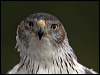 Click here to enter gallery and see photos/pictures/images of Bonelli's Eagle