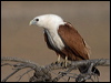 Click here to enter gallery and see photos of Brahminy Kite