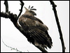 Click here to enter gallery and see photos of Changeable Hawk-eagle