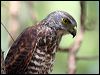 Click here to enter gallery and see photos of Christmas Island Goshawk