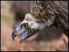 Click here to enter gallery and see photos/pictures/images of Cinereus/Eurasian Black Vulture