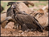 cinereous_vulture_161236