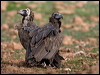 cinereous_vulture_161258