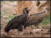 cinereous_vulture_161515