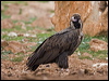 cinereous_vulture_161517