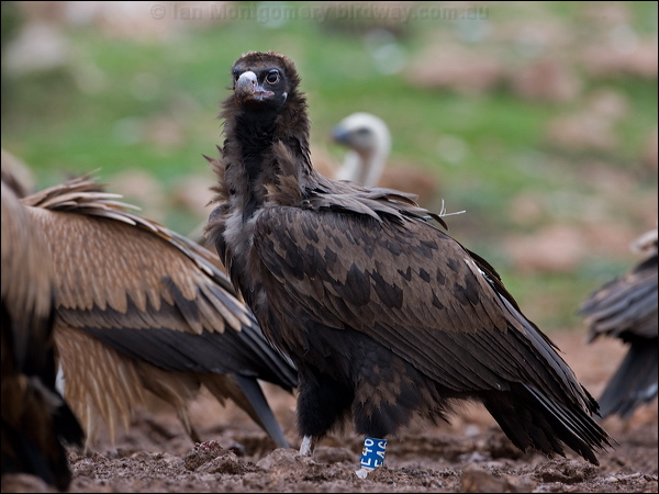 Cinereous Vulture cinereous_vulture_161042.psd