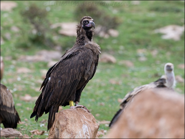 Cinereous Vulture cinereous_vulture_161049.psd