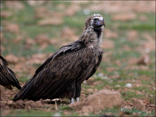 Cinereous Vulture cinereous_vulture_161183.psd