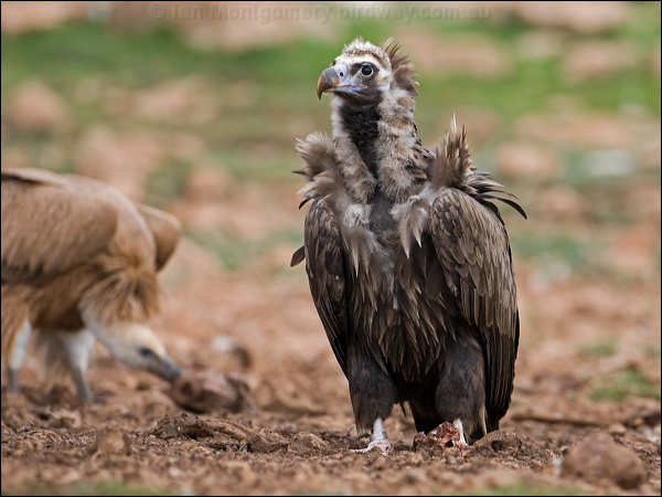 Cinereous Vulture cinereous_vulture_161196.psd