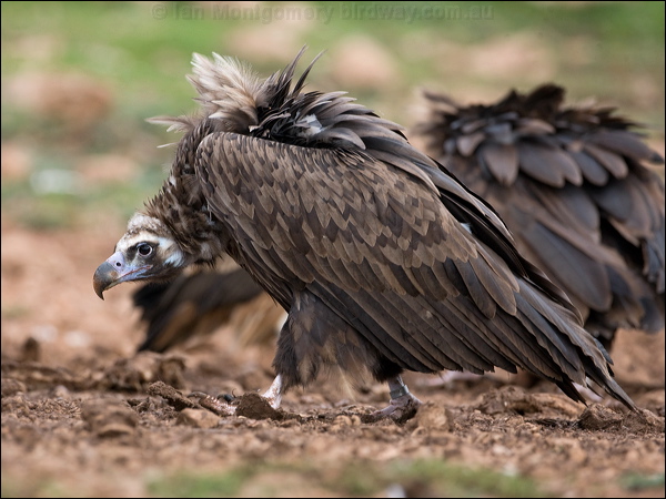 Cinereous Vulture cinereous_vulture_161199.psd