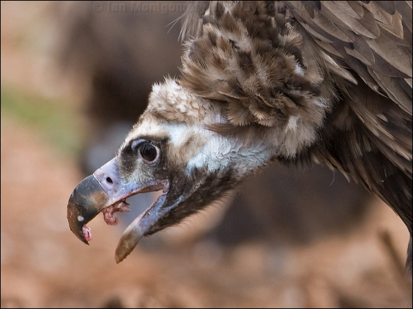 Cinereous Vulture cinereous_vulture_161215.psd