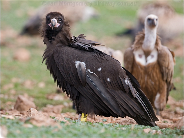 Cinereous Vulture cinereous_vulture_161221.psd