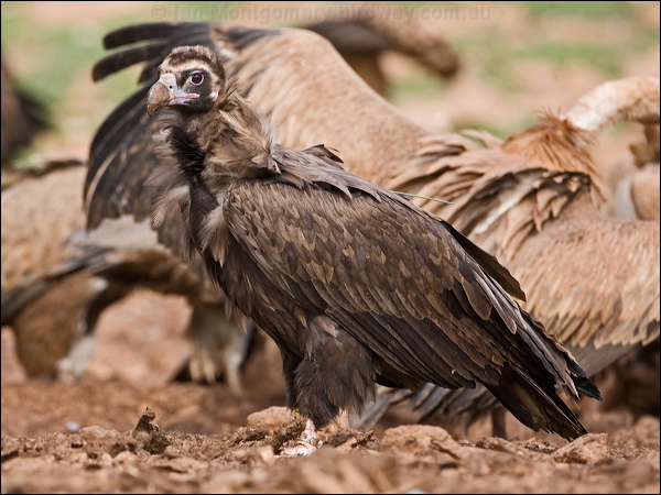 Cinereous Vulture cinereous_vulture_161236.psd