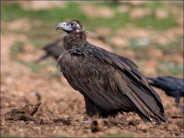 Cinereous Vulture cinereous_vulture_161245.psd