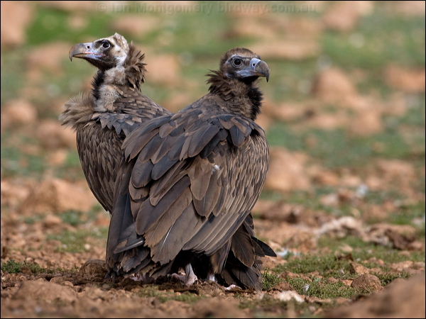 Cinereous Vulture cinereous_vulture_161258.psd