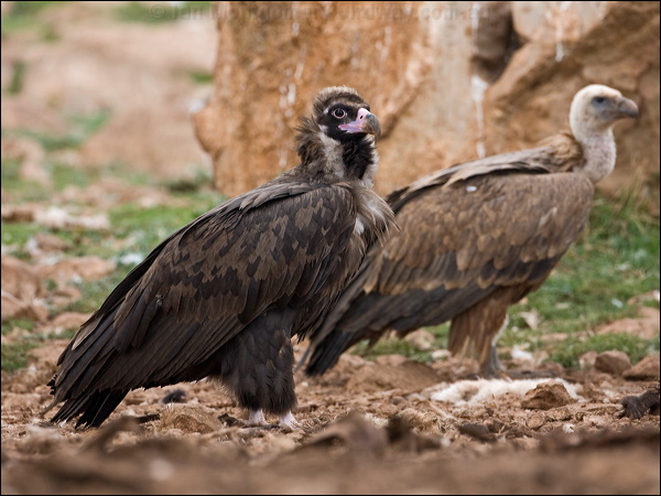 Cinereous Vulture cinereous_vulture_161515.psd